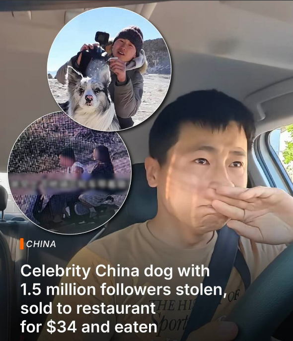 The Tragic Story of Chutou – The Border Collie Who Shocked Millions
